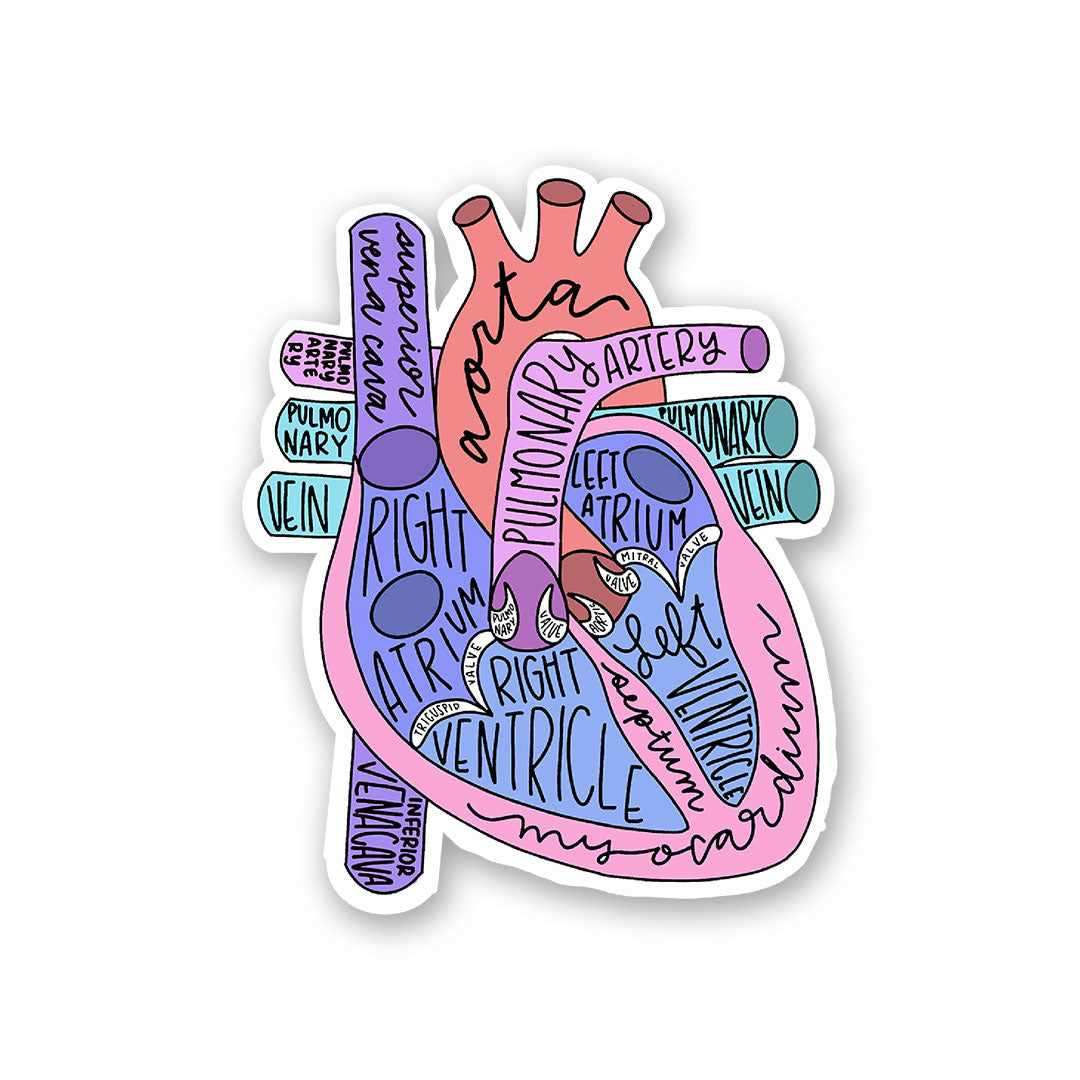 Anatomy Of Heart Sticker - Image 2